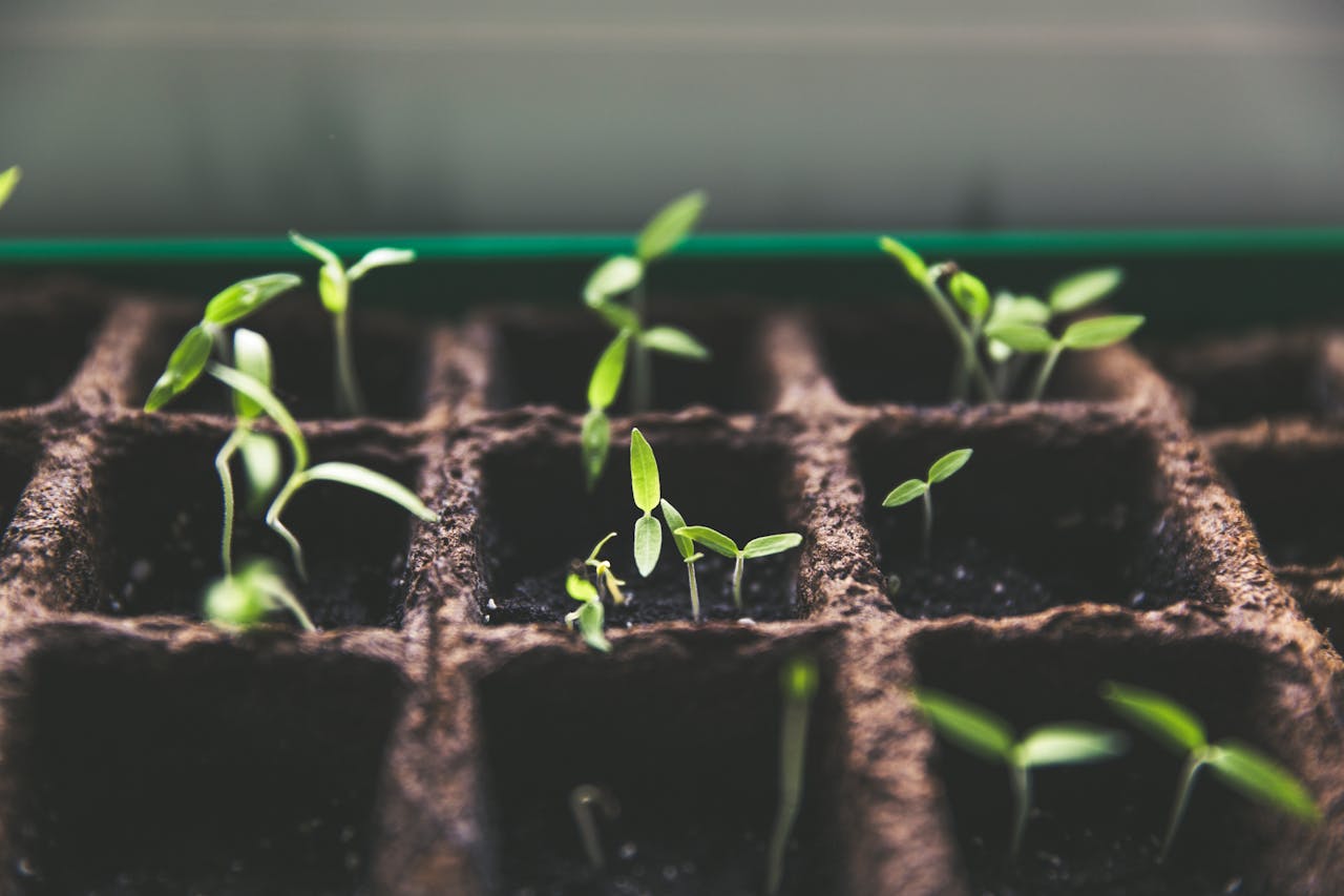 Close-up of green sprouts emerging from soil in seed trays, symbolizing growth and vitality.