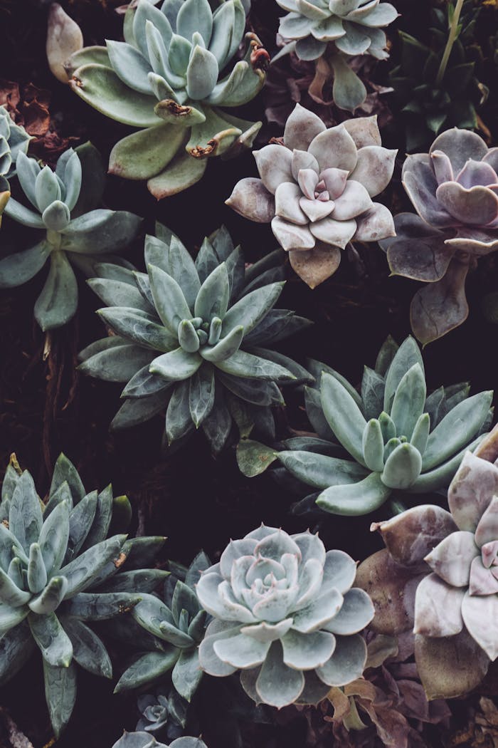 Top view of various green and purple succulents showcasing detailed leaf patterns and colors.